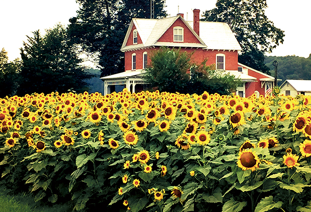 Sunflowers by Rich Barnett