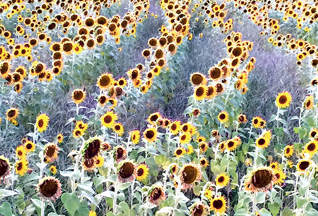 Sunflowers by Rich Barnett