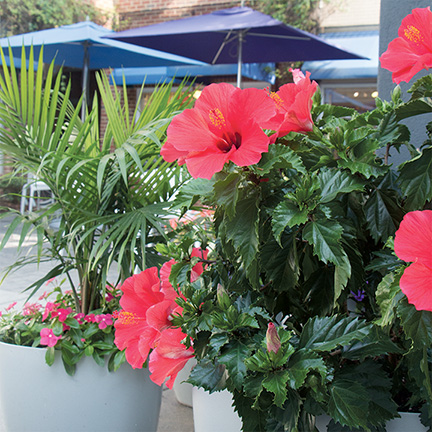 CAMP Rehoboth Courtyard Flowers 2015