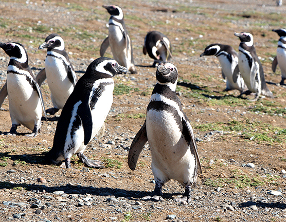CAMP Cruise-Penguins