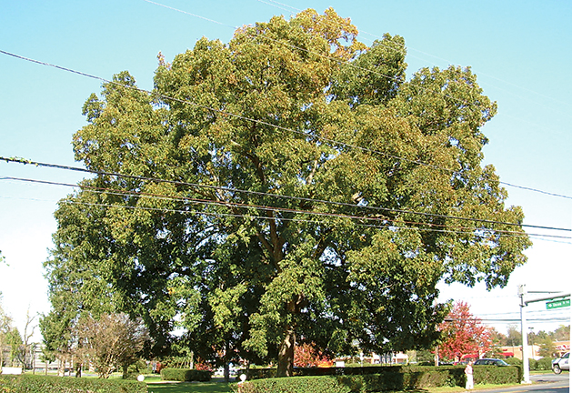 Tree at Route 16 and Union Street in Milton, Delaware