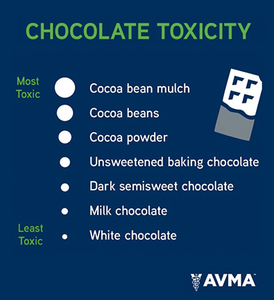 chocolate toxicity